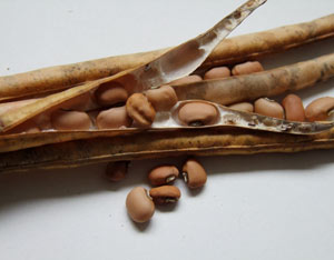 ‘Penny Rile’ is a productive cowpea. You’ll have meals on end from this one.